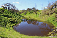 Sierran Treefrog Habitat