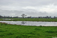 tiger salamander habitat