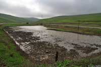 tiger salamander habitat