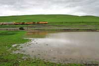 tiger salamander habitat