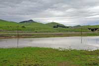 tiger salamander habitat