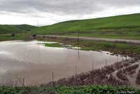 tiger salamander habitat