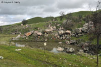 tiger salamander habitat