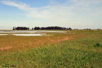 tiger salamander habitat