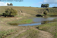 tiger salamander habitat