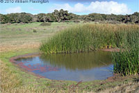 tiger salamander habitat