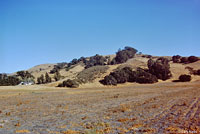 tiger salamander habitat