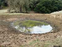 tiger salamander habitat