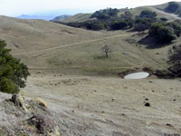 tiger salamander habitat