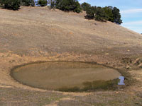 tiger salamander habitat