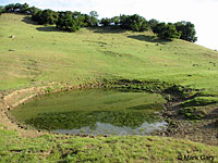 tiger salamander habitat