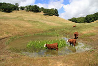 tiger salamander habitat