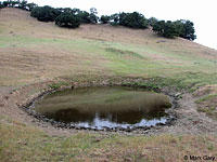 tiger salamander habitat