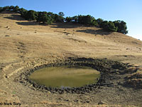 tiger salamander habitat