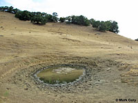 tiger salamander habitat