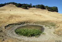 tiger salamander habitat