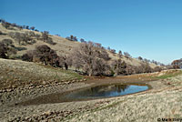 tiger salamander habitat