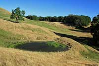 tiger salamander habitat