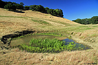 tiger salamander habitat