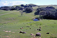 tiger salamander habitat