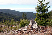 Clouded Salamander Habitat