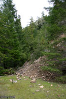 Speckled Black Salamander Habitat