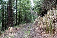 Speckled Black Salamander Habitat