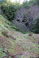 Pacific Ring-necked Snake Habitat