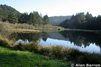 Northwestern Salamander Habitat