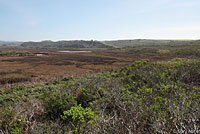 Arboreal Salamander Habitat