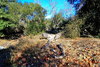 Yellow-eyed Ensatina Habitat