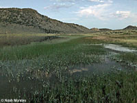 Tiger Salamander Habitat