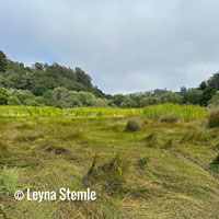 Santa Cruz Long-toed Salamander habitat