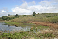 Santa Cruz Long-toed Salamander habitat