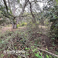 Santa Cruz Long-toed Salamander habitat