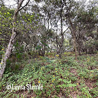 Santa Cruz Long-toed Salamander habitat