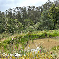 Santa Cruz Long-toed Salamander habitat