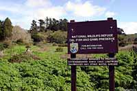 Santa Cruz Long-toed Salamander habitat