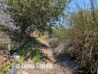 Santa Cruz Long-toed Salamander habitat