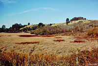 Santa Cruz Long-toed Salamander habitat