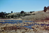 Santa Cruz Long-toed Salamander habitat