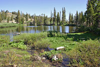 Southern Long-toed Salamander habitat