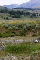 Blotched Tiger Salamander habitat