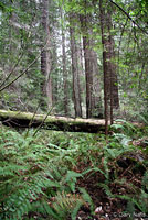 Wandering Salamander Habitat