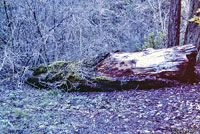 Skilton's Skink Habitat