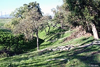 Sierran Treefrog Habitat