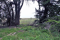 Sierran Treefrog Habitat