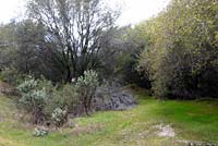 California Slender Salamander Habitat