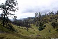 California Slender Salamander Habitat