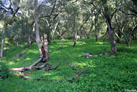 Coastal Giant Salamander Habitat